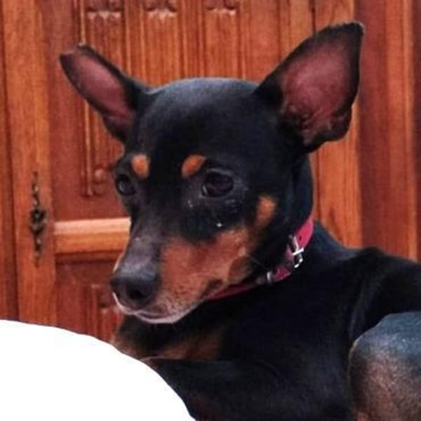 Toby13 sucht ein Zuhause