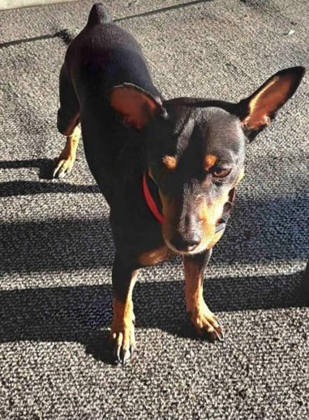 Toby13 sucht ein Zuhause