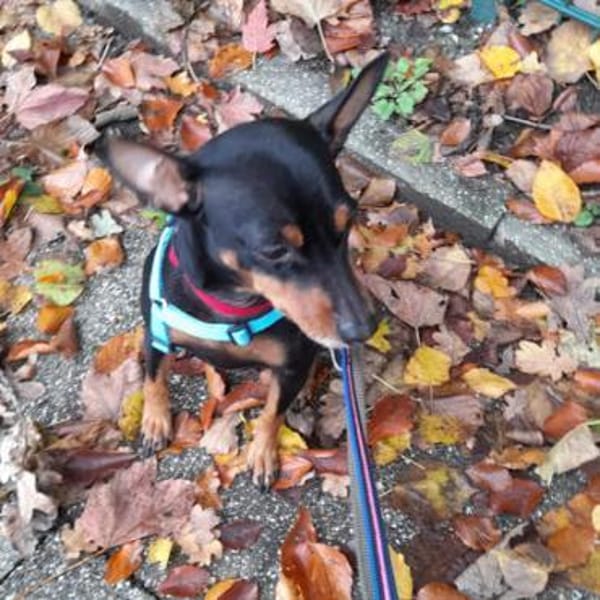 Toby13 sucht ein Zuhause