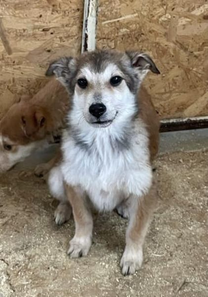 Unter keinem gutem Stern geboren!