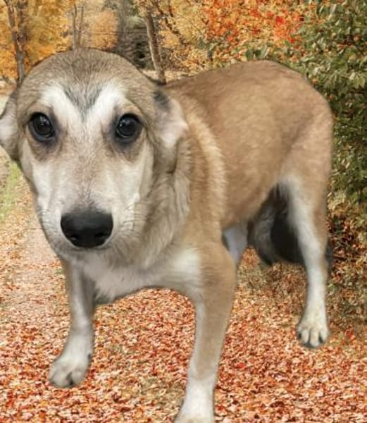 Unter keinem gutem Stern geboren!