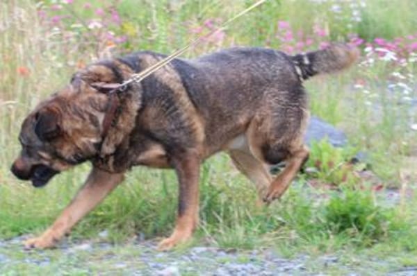 Yona - ein echter Prachtkerl!