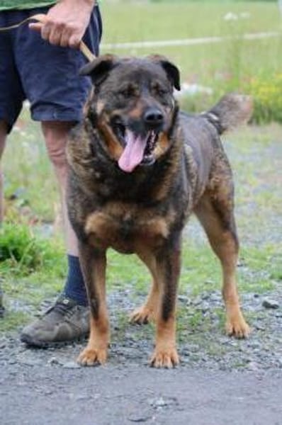 Yona - ein echter Prachtkerl!