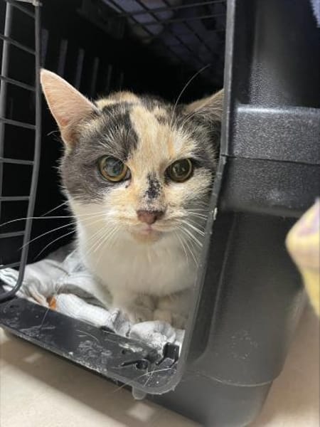 hübsche schüchterne Trixi im Rheingau