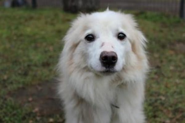 Moyo su. sehr geduldiges Zuhause