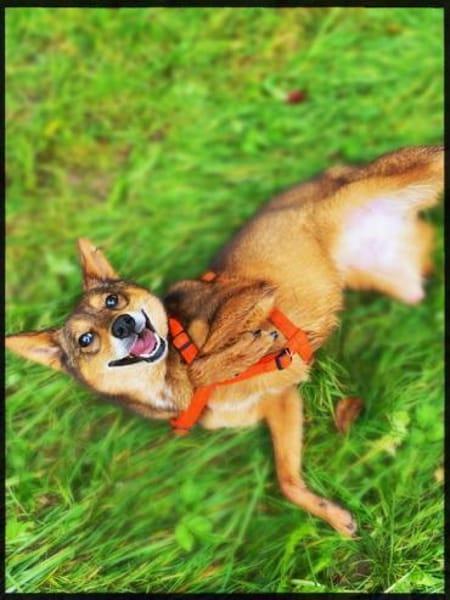 Verkörperung von bedingunslosen Liebe