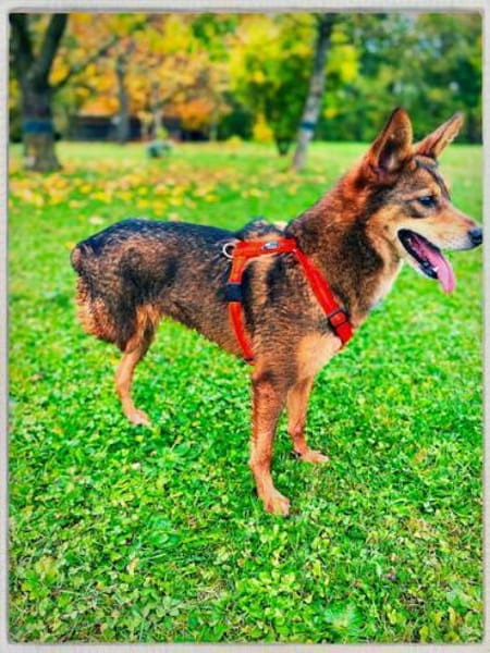 Verkörperung von bedingunslosen Liebe