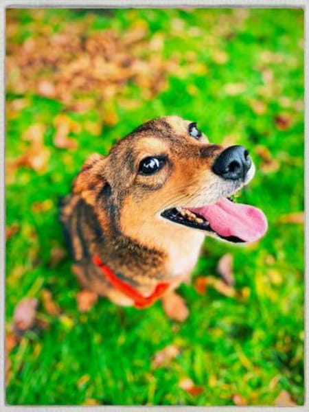 Verkörperung von bedingunslosen Liebe