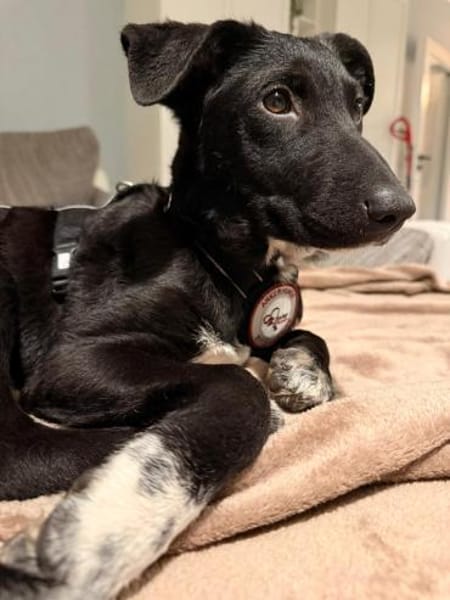 🌸Violetta sucht ihr Familie🌸