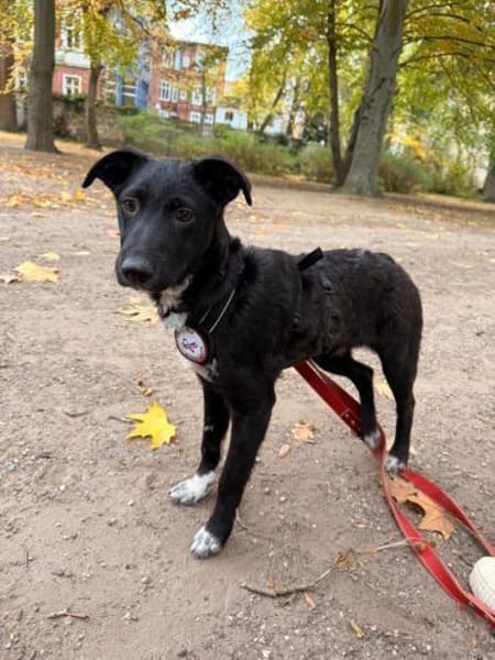 🌸Violetta sucht ihr Familie🌸