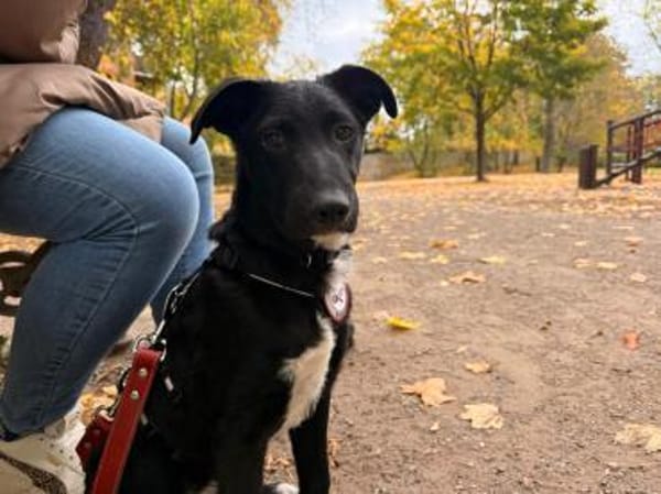 🌸Violetta sucht ihr Familie🌸