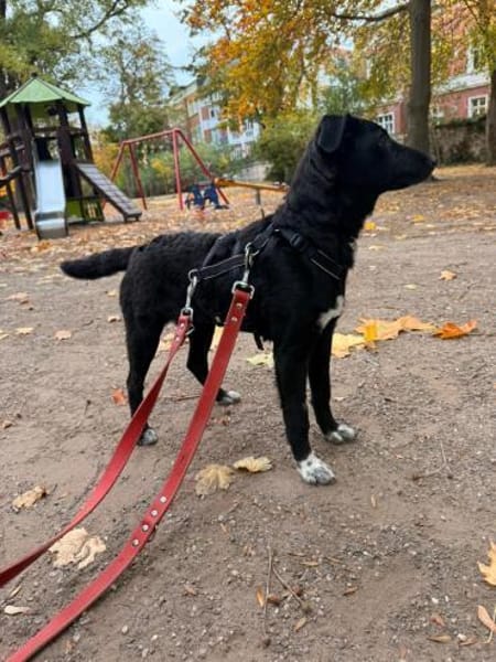 🌸Violetta sucht ihr Familie🌸