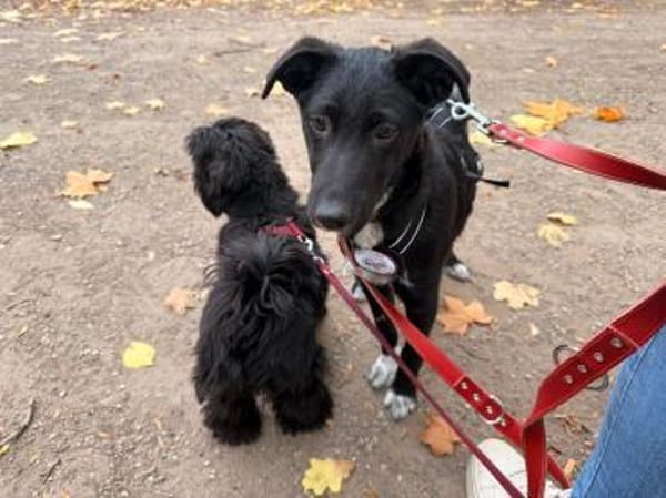 🌸Violetta sucht ihr Familie🌸