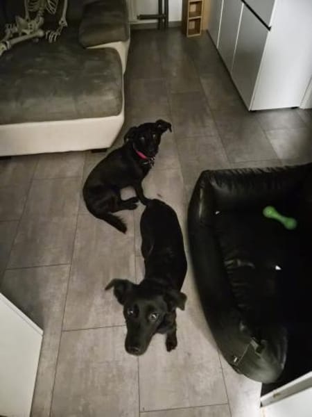 Yuna🌼und Anouk🌸 suchen ein Zuhause