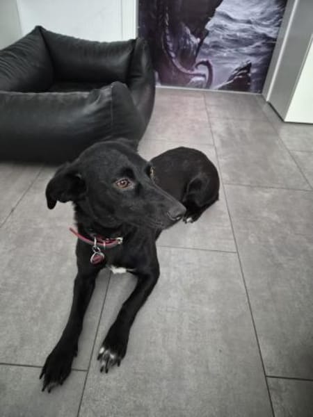 Yuna🌼und Anouk🌸 suchen ein Zuhause