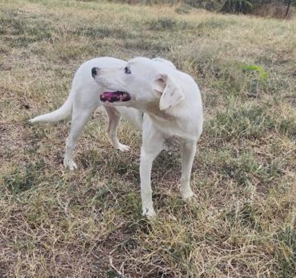 Daniel ein toller Familienhund