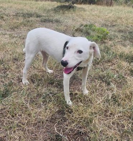 Daniel ein toller Familienhund