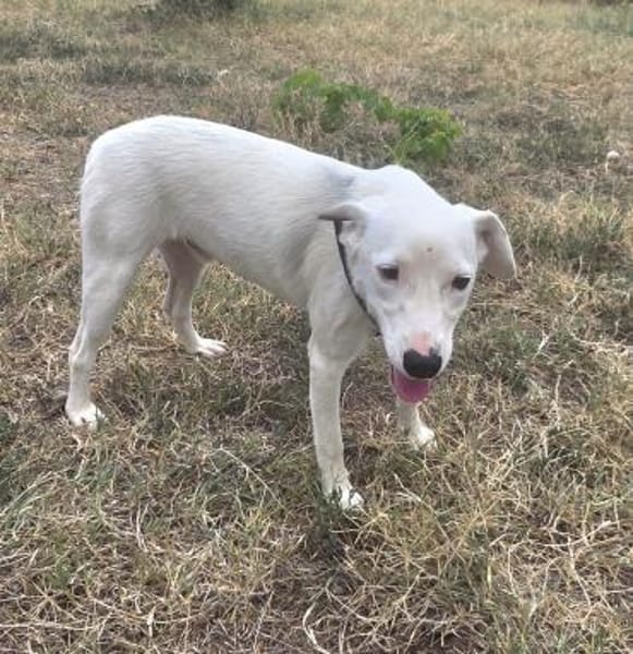 Daniel ein toller Familienhund