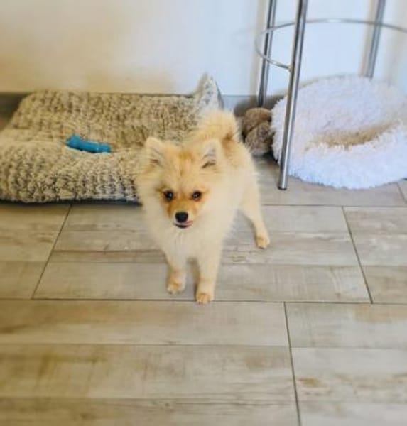 Balou ein toller kleiner Spitz