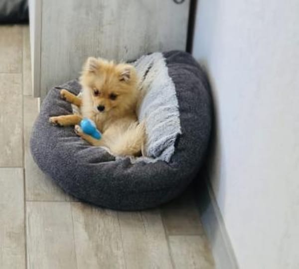 Balou ein toller kleiner Spitz