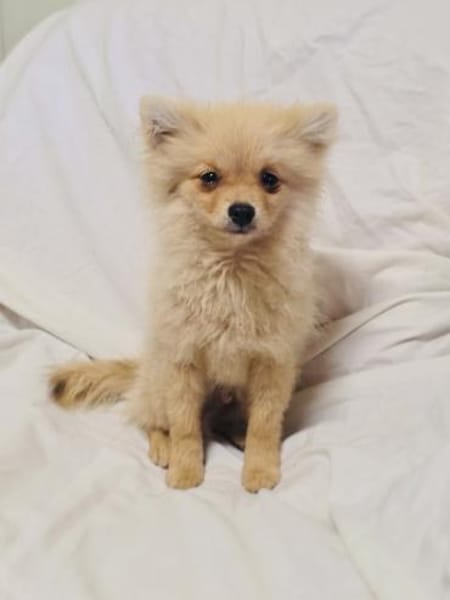 Balou ein toller kleiner Spitz