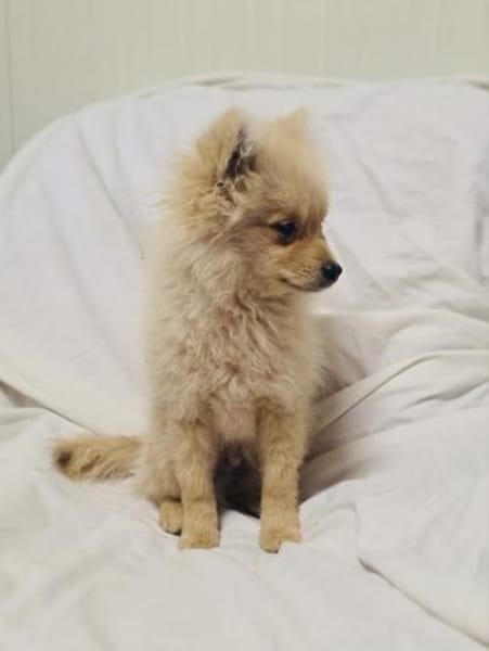 Balou ein toller kleiner Spitz