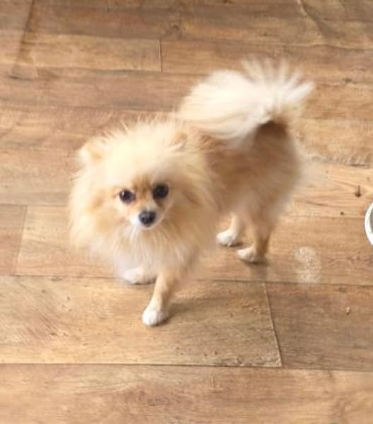 Pomeranien Banu ein kleines Mädchen