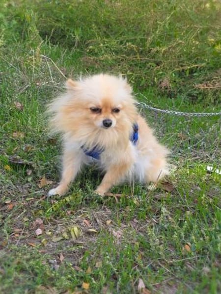 Pomeranien Banu ein kleines Mädchen