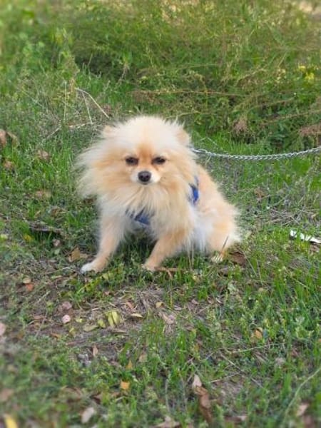 Pomeranien Banu ein kleines Mädchen