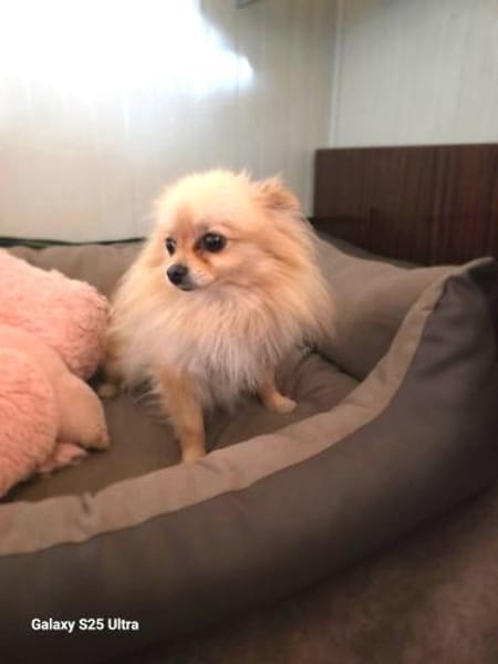 Pomeranien Banu ein kleines Mädchen