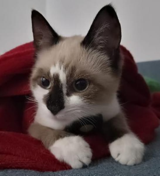 Katzenkinder Billy, Benni & Rosi