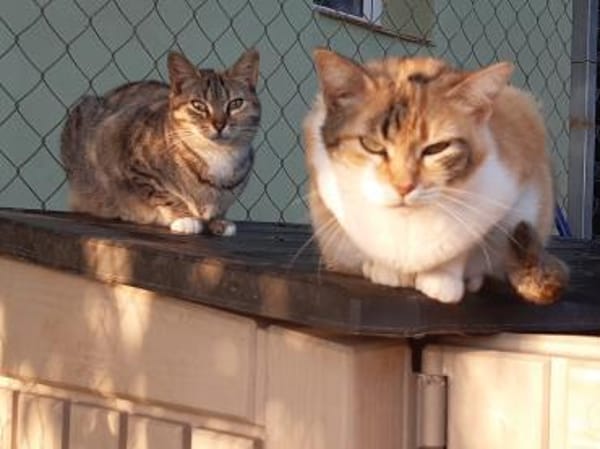 Zurückhaltende Katzendame Sally