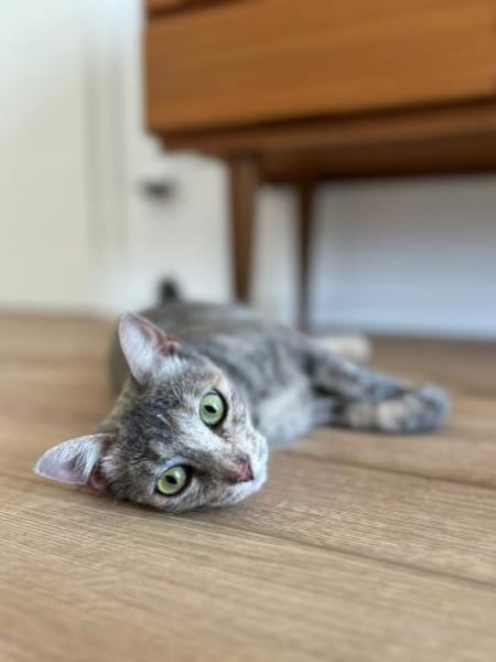 Kleine Schönheit Pinta sucht Liebe