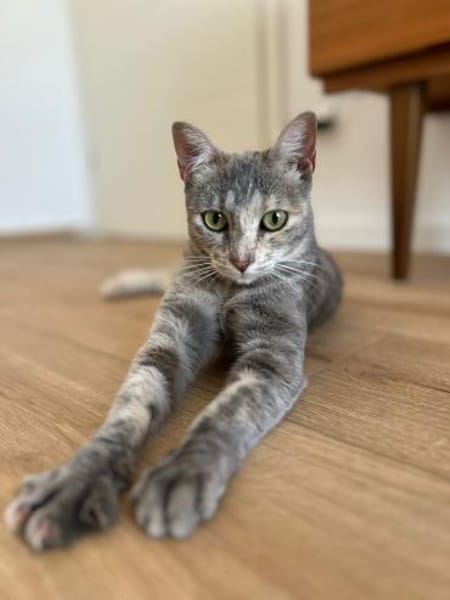 Kleine Schönheit Pinta sucht Liebe