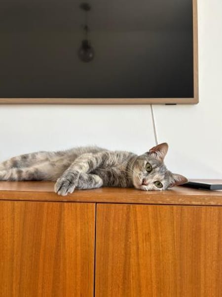 Kleine Schönheit Pinta sucht Liebe