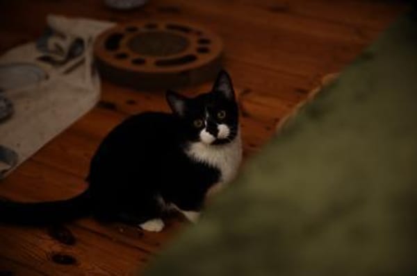 Katzenkind THADDÄUS sucht sein Zuhause!