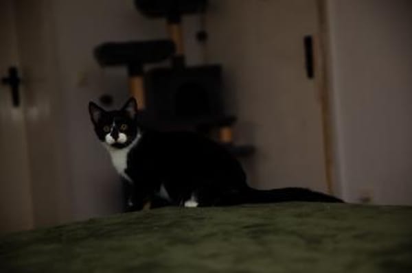 Katzenkind THADDÄUS sucht sein Zuhause!