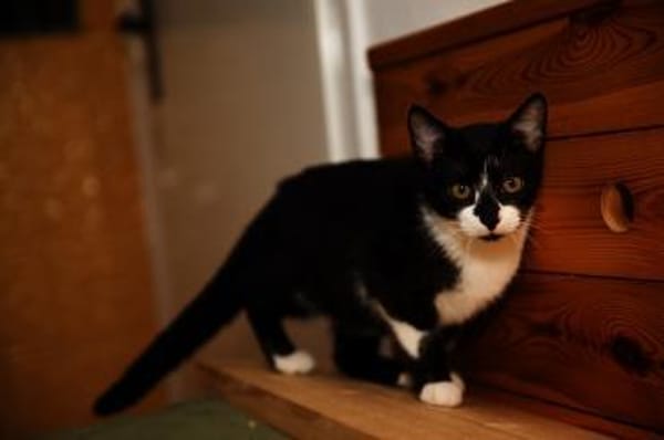 Katzenkind THADDÄUS sucht sein Zuhause!