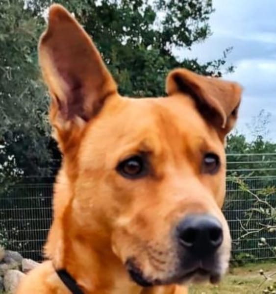 Ozzy - munterer Senior