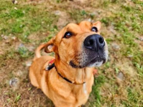 Ozzy - munterer Senior