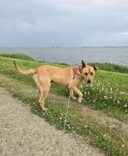 Ozzy - munterer Senior