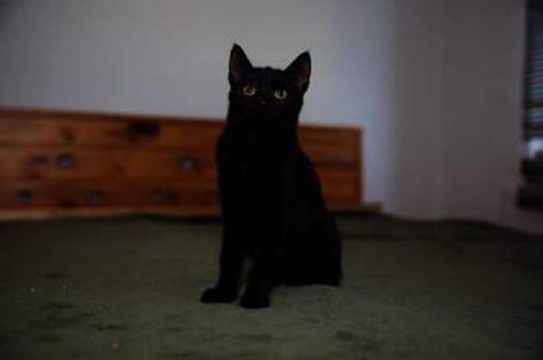 Katzenkind AMAYA sucht ihr Zuhause!