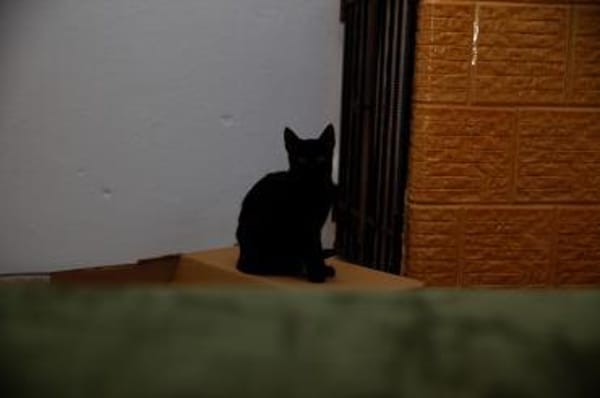 Katzenkind AMAYA sucht ihr Zuhause!