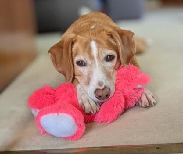 Nala sucht ein neues zu Hause.