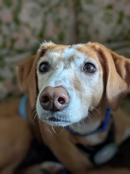 Nala sucht ein neues zu Hause.