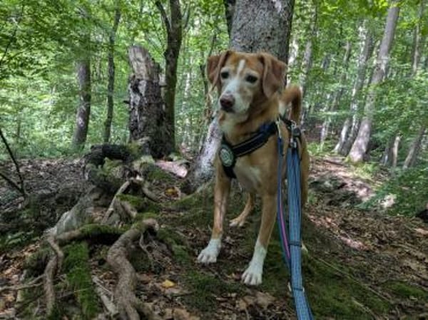 Nala sucht ein neues zu Hause.