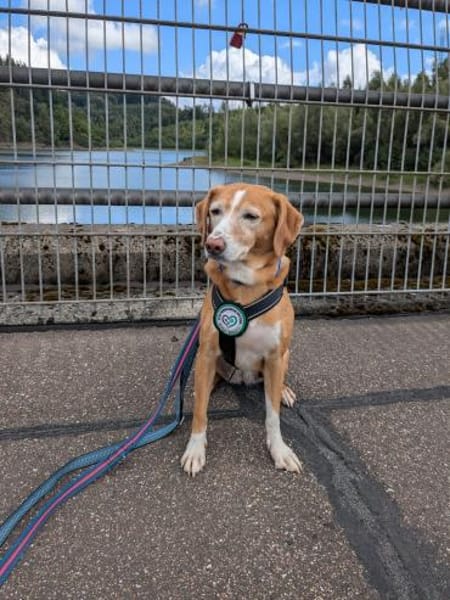 Nala sucht ein neues zu Hause.