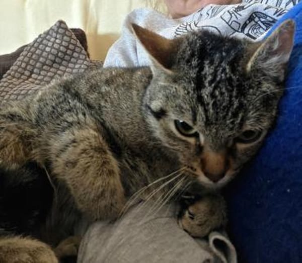 Sora & Kayda - Vermittlungshilfe !!!