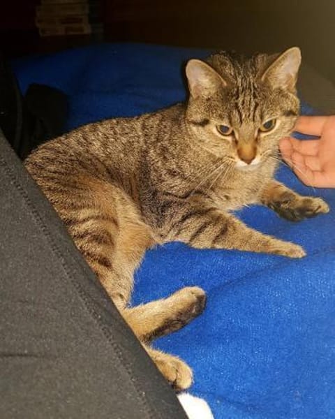 Sora & Kayda - Vermittlungshilfe !!!