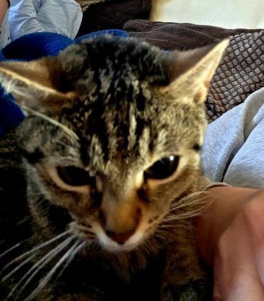 Sora & Kayda - Vermittlungshilfe !!!